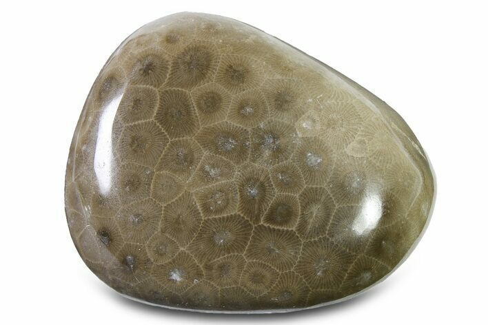 Polished Petoskey Stone (Fossil Coral) - Michigan #322880
